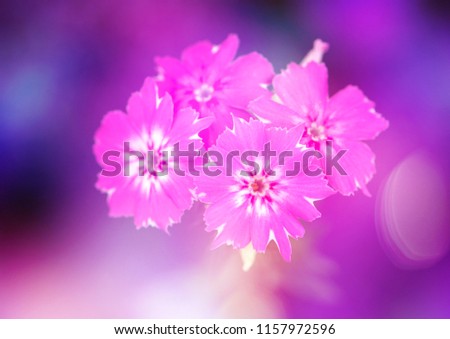 Close-up of beautiful spring pink flowers  in the garden on a blurred purple  background. Tinted image. Vintage colors.