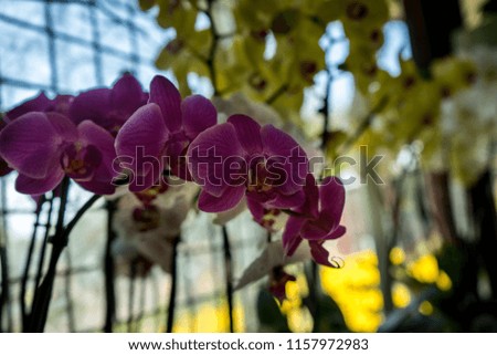 Netherlands,Lisse,Europe, a close up of a flower