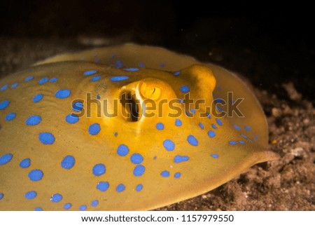 Blue spotted stingray On the seabed  in the Red Sea a.e