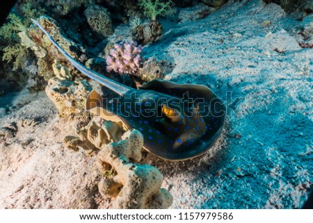 Blue spotted stingray On the seabed  in the Red Sea a.e