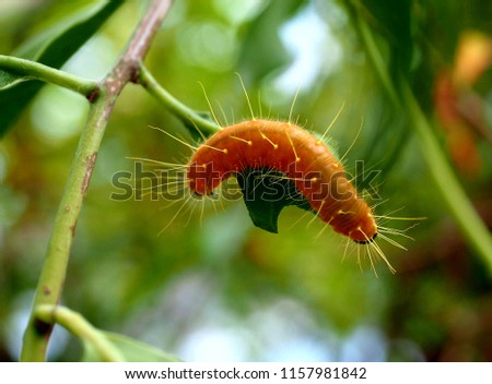 Closeup of delias jezebel caterpillar eating a green leaf background