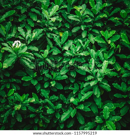 green leaf background with vintage filter