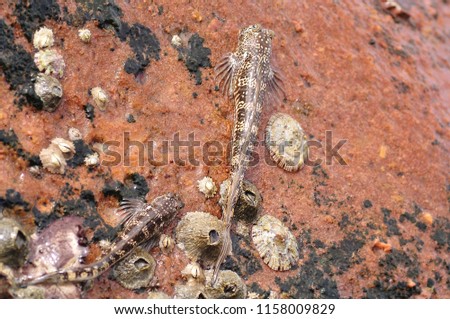 Mudskipper fish | saltwater species on barnacles at Redang Islands. 