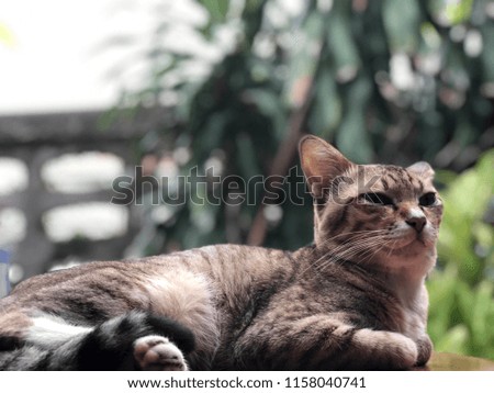 Grey tabby cat lying for relaxation in the morning, cute kitten, sweet dream. Selective focus.