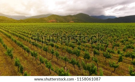 Amazing vineyard rows in Georgia, agriculture, farming business, aerial view Royalty-Free Stock Photo #1158061087
