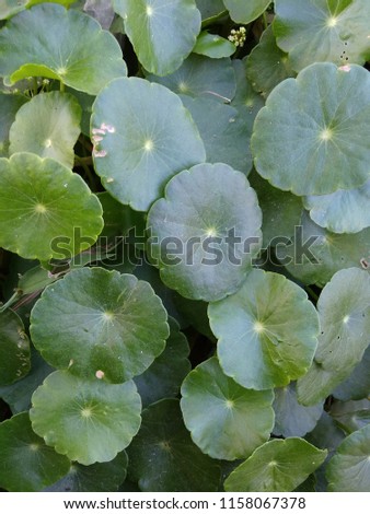 
Leaves on the edge of the river, arranged in a fresh green color arrangement are very suitable for various design purposes