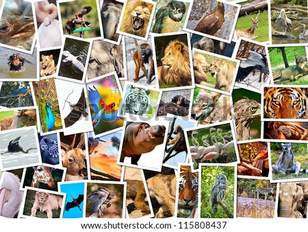 Different animals collage  on postcards Royalty-Free Stock Photo #115808437