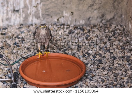 Portrait for shikra which is a small bird of prey in the family Accipitridae found widely distributed in Asia and Africa where it is also called the little banded goshawk.