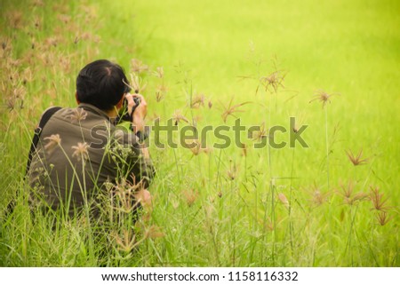 Tourists are taking photos of grasses flower in paddy field.