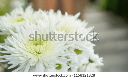 white flower bokeh object