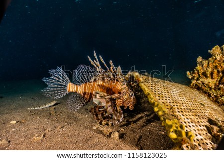 Lion fish in the Red Sea Colorful and beautiful, Eilat Israel a.e
