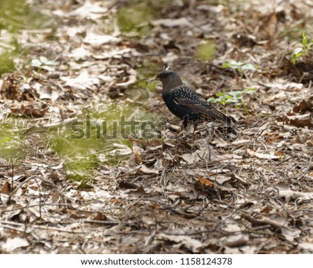 European starling (Sturnus vulgaris) in the forest in search of material for the nest.