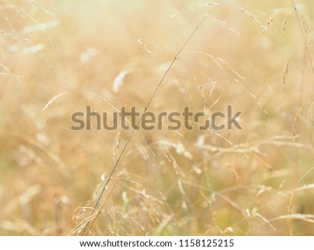 Background of meadow grasses, close-up. Soft and gentle color of summer or autumn. Grass of meadow is dry and fluffy. Agrostis, bent or bentgrass plants. Poa, bluegrass. Peace and tranquility