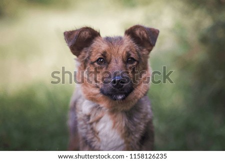Dog portrait - Dog shelter
