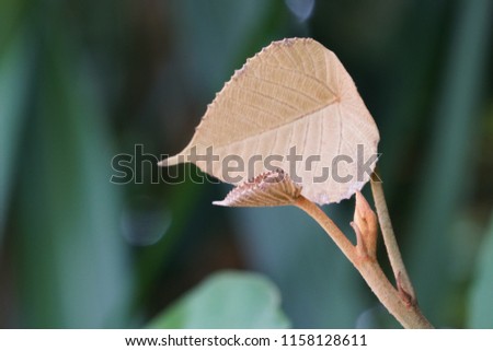 Mallotus barbatus leaf