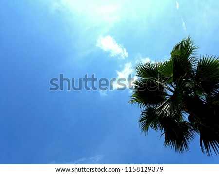 palm trees sky. summer vacation