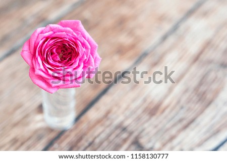 Pink rose soft flower background with blank, copy space