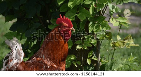 Rooster image with room for content, ideal for agriculture, environment layout and design
