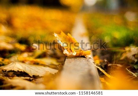 Autumn maple leaf lying on the gray border surrounded by many yellow vibrant leaves on the blurred background