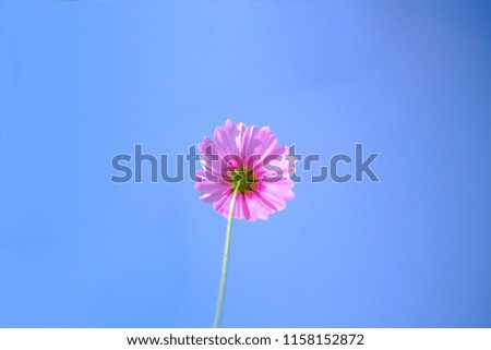 Comos were taken from the back of the petals. Pink pastel The colors are interspersed with the blue of the sky.