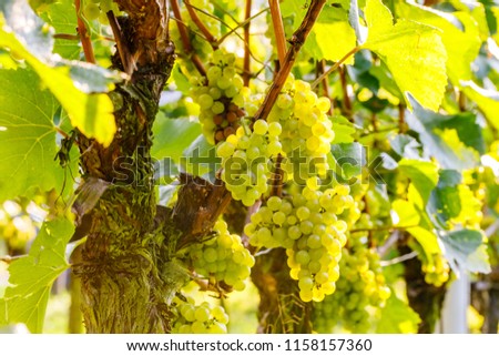 Chardonnay grapes variety, close up,  for white wine production. Also called Aubaine, Beaunois, Gamay blanc, Melon blanc, Pinot Chardonnay 