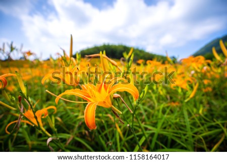 Orange daylily flower(Tawny daylily) bloom over the whole Sixty Rock Mountain(Liushidan
mountain) with the background of bright blue sky and white cloud in the Fuli, Hualien county, close-up.
