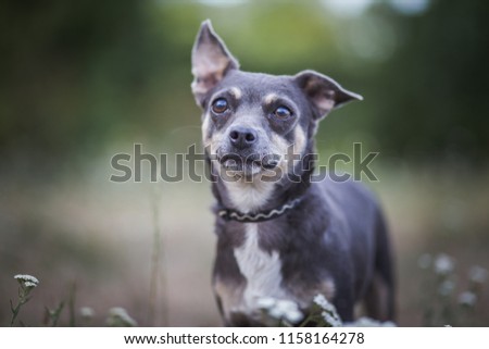 Dog portrait - Dog shelter