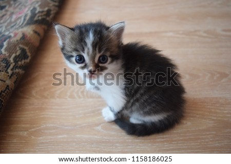 Cute fluffy kitten sitting on floor and looking for the owner