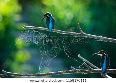 Two Common European Kingfishers or Alcedo atthis perched on a stick above the river and hunting for fish