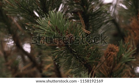 Pine Tree Closeup