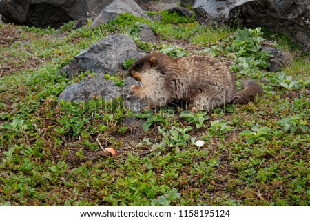 Photo of a wild tarbagan. Tarbagan is a mammal of the genus marmots. Wild rodent on green grass. Rodent among stones