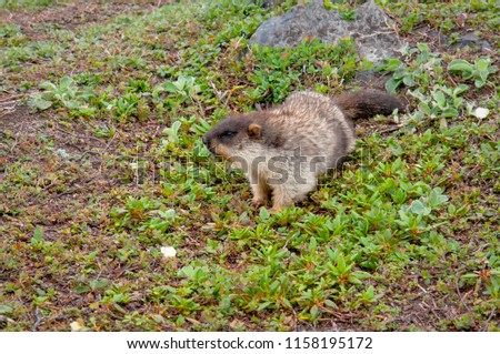 Photo of a wild tarbagan. Tarbagan is a mammal of the genus marmots. Wild rodent on green grass. 