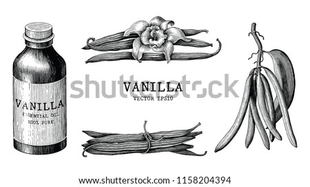 Vanilla collection hand draw vintage clip art isolated on white background