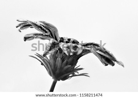 Gazania flower head