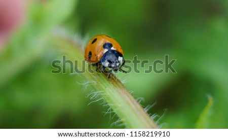 Picture of ladybug in the grass. High-quality macro image of ladybug in nature.