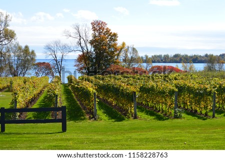 Vineyard Rows in Early Fall Blue Lake in Distance