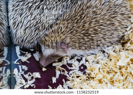Dwarf hedgehogs are bent on eating, close-up view.