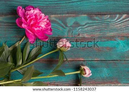 Pink peony flower on turquoise wooden background