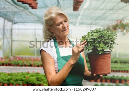Senior woman working in greenhouse