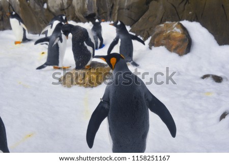 Penguins walk on ice