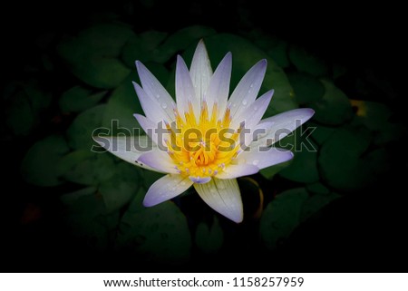 White lotus in the pool and picture margin black