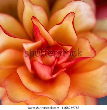 Bright outdoor floral macro of the inner of an orange pink tuberous begonia blossom with shallow depth of field taken on a sunny summer day