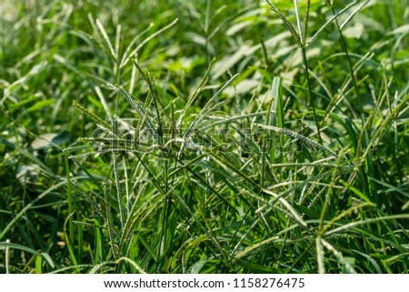 Background shot of healthy green grass