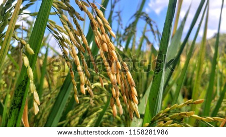 rice plants with golden grains