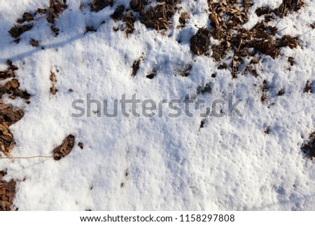 snow-covered land, which has a dry grass , Photographed close-up