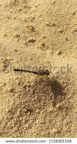 A beautiful green dragonfly landed on the sand and waited to be photographed. Captured very close, no zoom.