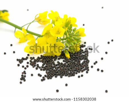 Rapeseed on white background Royalty-Free Stock Photo #1158302038