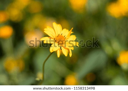 yellow flower blooming in the summer
