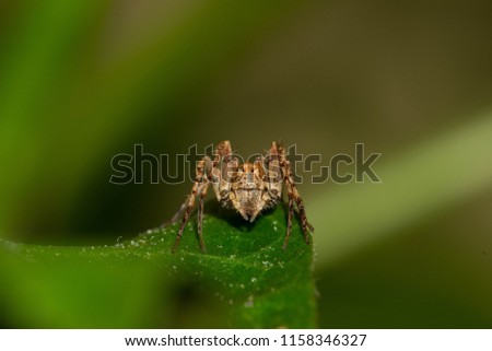 Small Yellow Spider Royalty-Free Stock Photo #1158346327