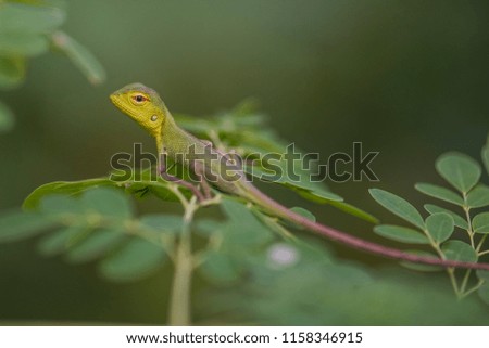 Common Garden Lizard Royalty-Free Stock Photo #1158346915